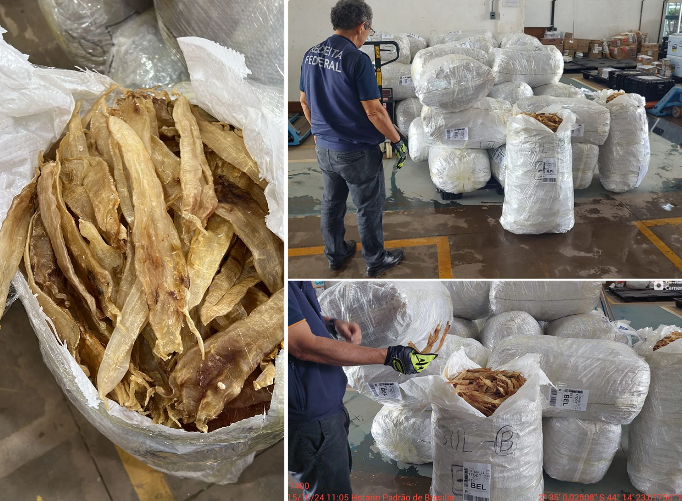 Mais de mil toneladas de bexigas natatórias são apreendidas. Foto: Divulgação / Receita Federal